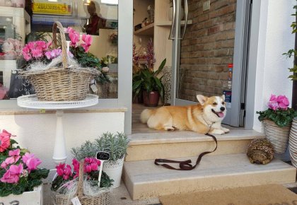 Flower studio