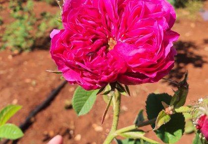 Damask rose plantation