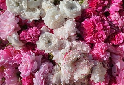 Damask rose plantation