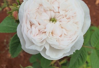 Damask rose plantation