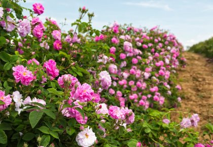 Damask rose plantation