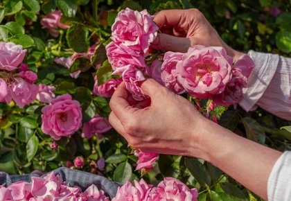 Damask rose plantation
