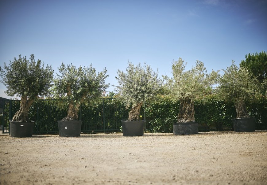 Old olive trees