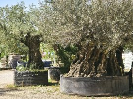 Old olive trees