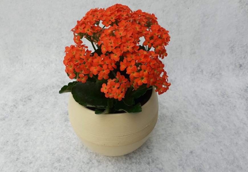 Kalanhoa - Kalanchoe blossfeldiana