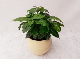 Kavino drvo - Coffea arabica