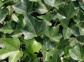 Algerian Ivy - Hedera canariensis