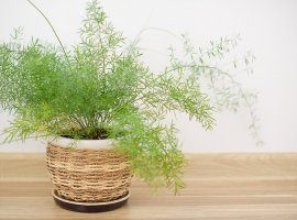 Sprenger’s Asparagus - Asparagus densiflorus