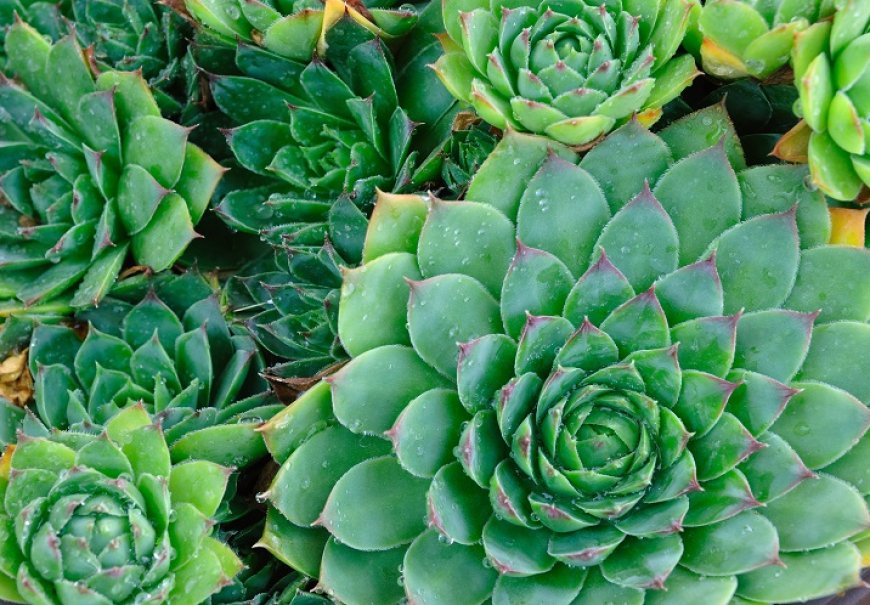 Common houseleek - Sempervivum tectorum