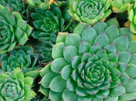 Common houseleek - Sempervivum tectorum