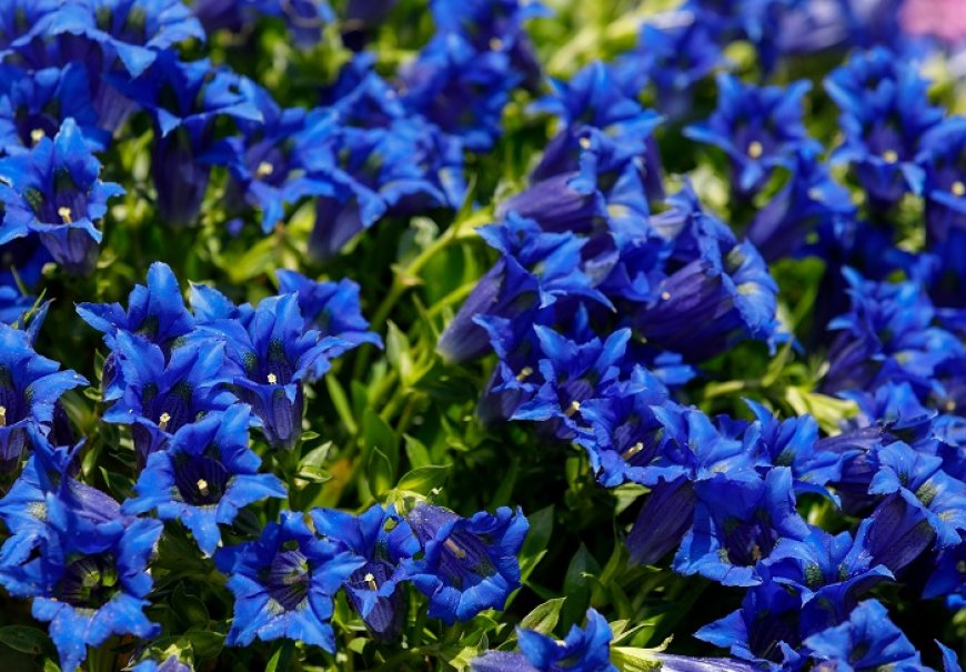 Stemless Gentian - Gentiana acualis 