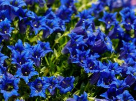 Stemless Gentian - Gentiana acualis 