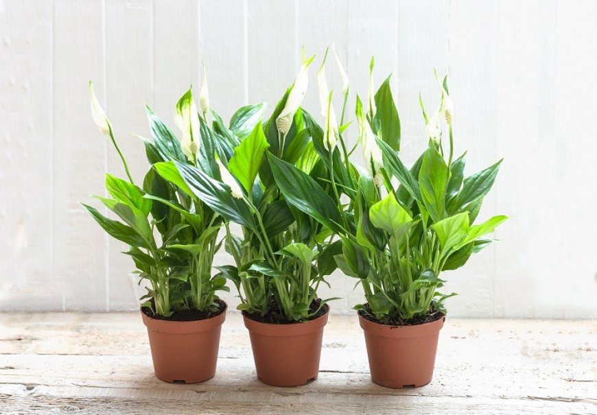 Jedarce - Spathiphyllum wallisii