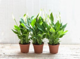 Jedarce - Spathiphyllum wallisii