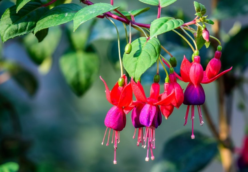 Fuchsia - Fuchsia hybrida