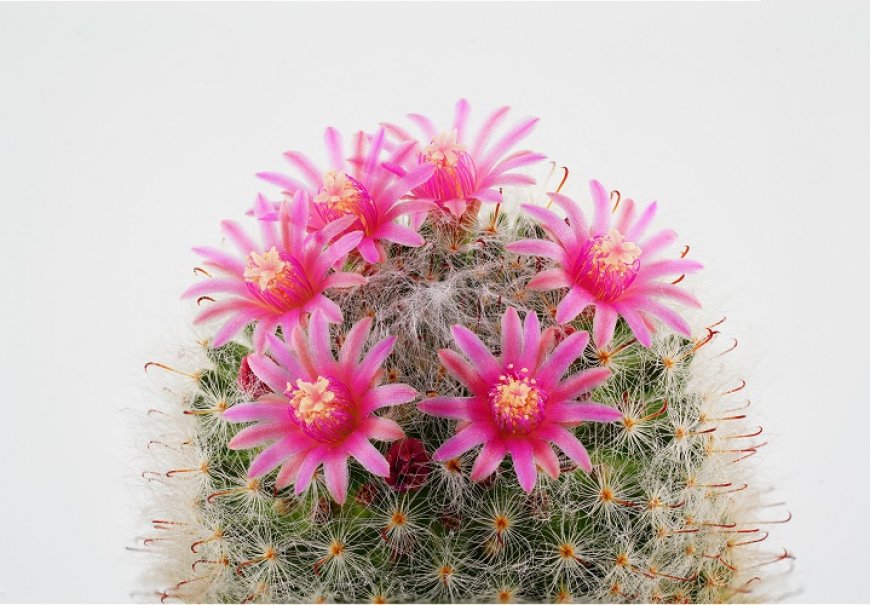 Mammillaria genus - Mammillaria sp.