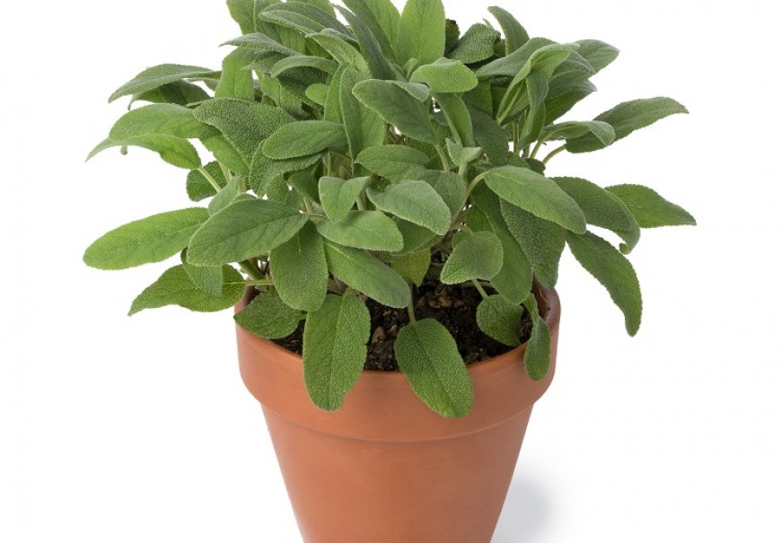 Sage - Salvia officinalis 