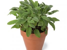 Sage - Salvia officinalis 