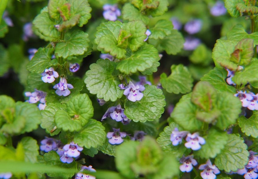 Ground-ivy - Glechoma hederacea
