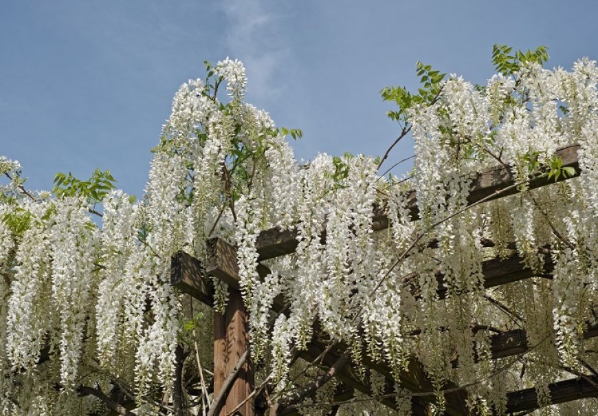 Chinese Wisteria - Wisteria sinensis