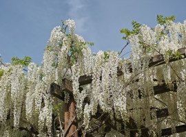 Chinese Wisteria - Wisteria sinensis