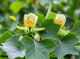 American Tulip Tree - Liriodendron tulipifera 