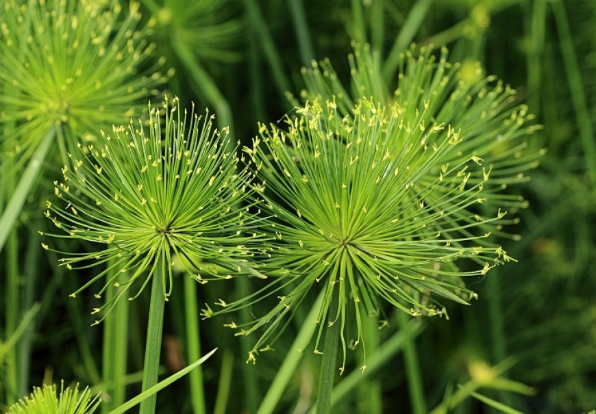 Vodeni šilj - Cyperus papyrus