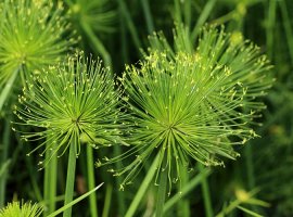 Vodeni šilj - Cyperus papyrus