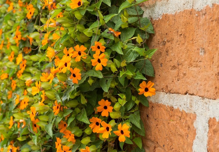Black-eyed Susan vine - Thunbergia alata