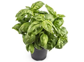 Sweet Basil - Ocimum basilicum