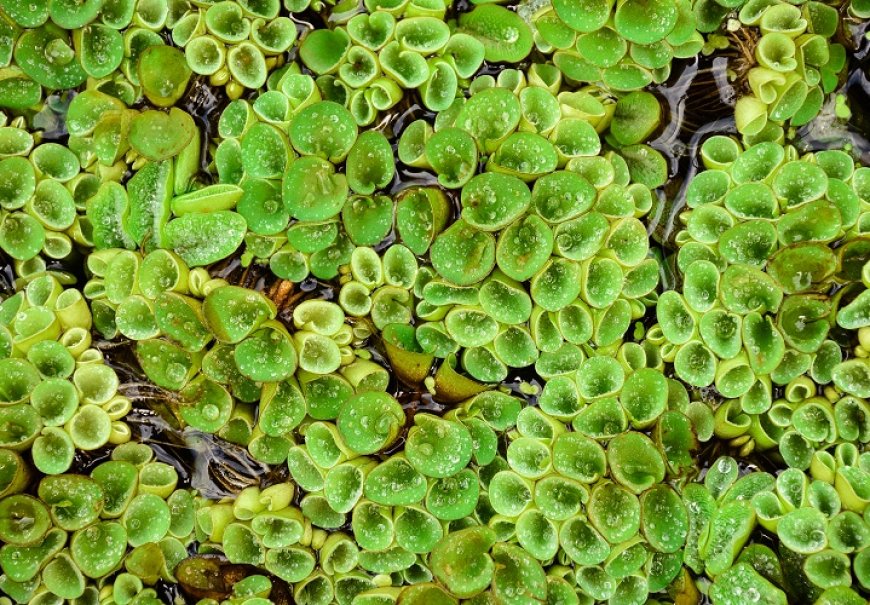 Vodena paprat - Salvinia natans