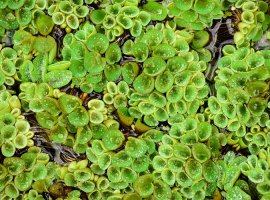 Vodena paprat - Salvinia natans