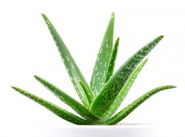 Ljekovita aloa - Aloe vera