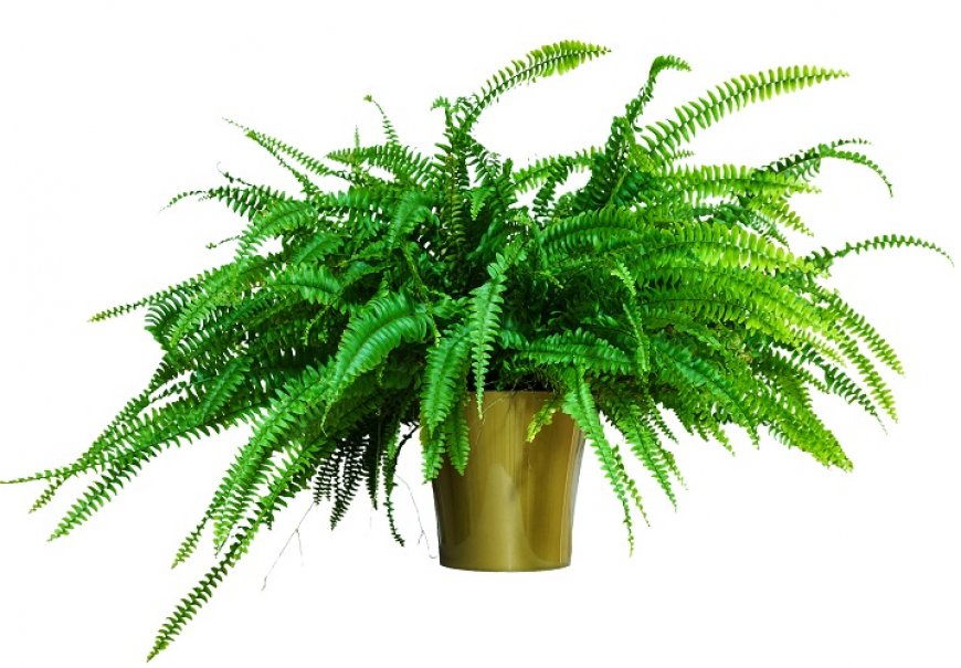 Kovrčava paprat - Nephrolepsis exaltata