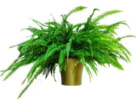 Kovrčava paprat - Nephrolepsis exaltata