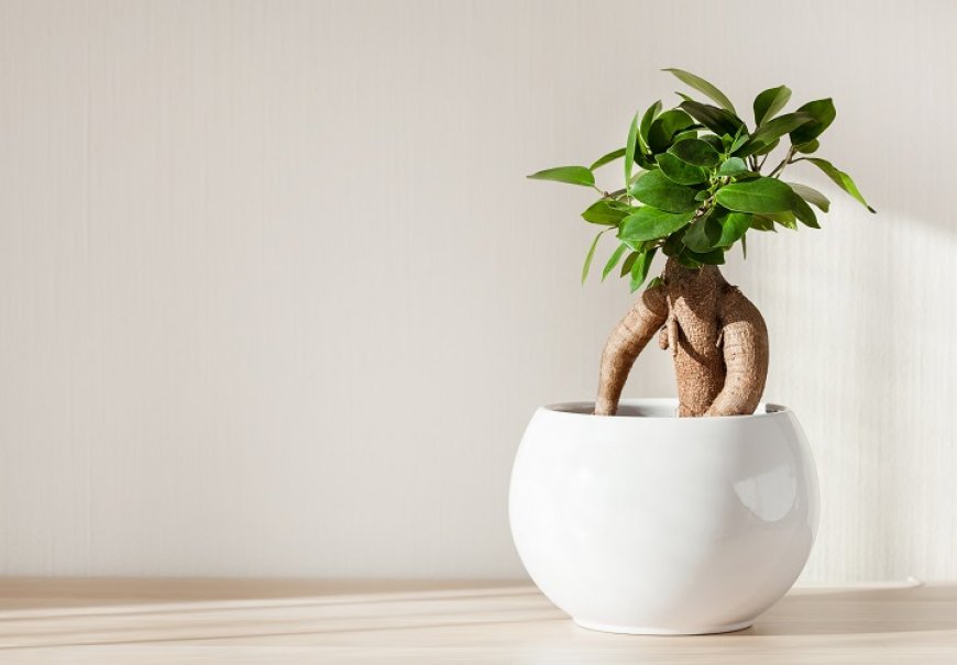 Fikus ginseng - Ficus microcarpa 'Ginseng'