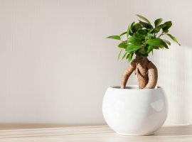 Fikus ginseng - Ficus microcarpa 'Ginseng'