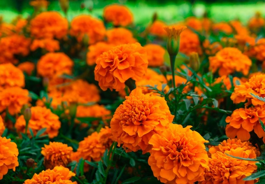 Kadifica niska - Tagetes patula