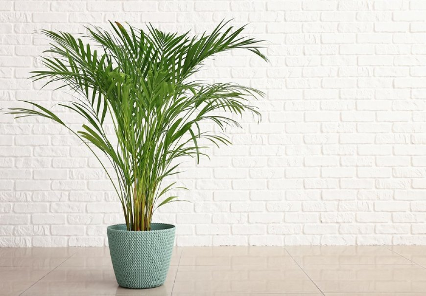  Butterfly Palm - Chrysalidocarpus lutescens