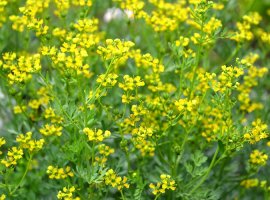 Common rue - Ruta graveolens