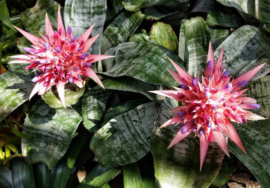 Silver-Vase - Aechmea fasciata