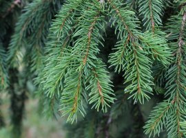 Nowray Spruce - Picea abies