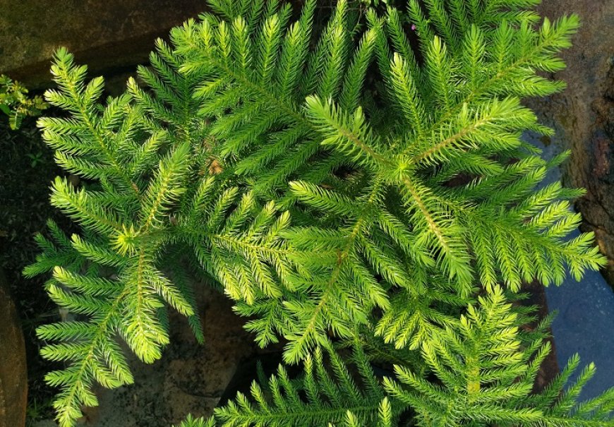 Norfolk Island Pine - Araucaria heterophylla
