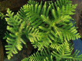 Norfolk Island Pine - Araucaria heterophylla