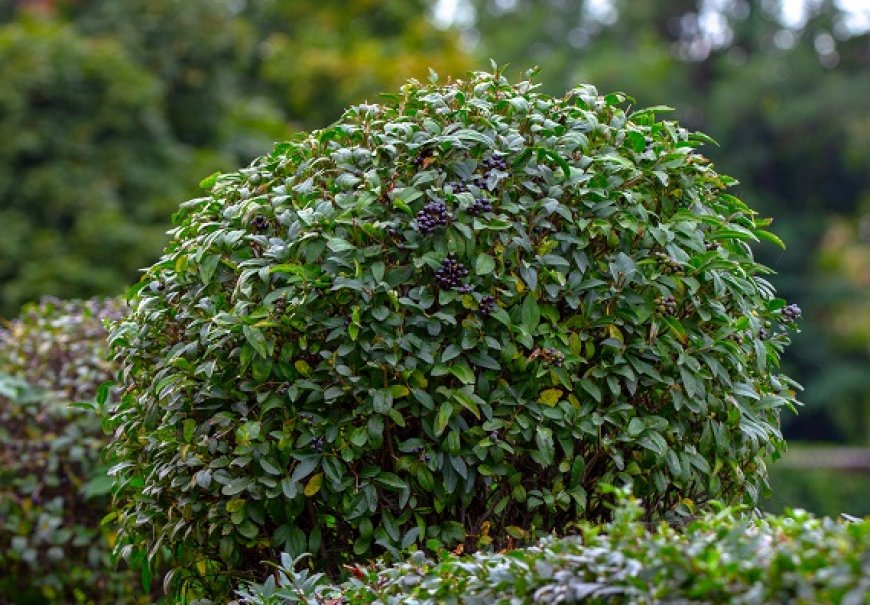 Privet tree - Ligustrum jonandrum