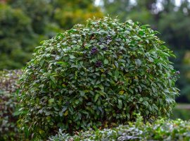 Privet tree - Ligustrum jonandrum