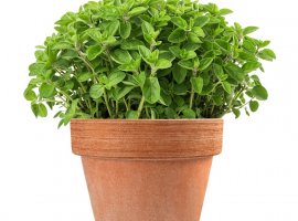 Oregano - Origanum vulgare