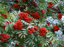Rowan - Sorbus aucuparia
