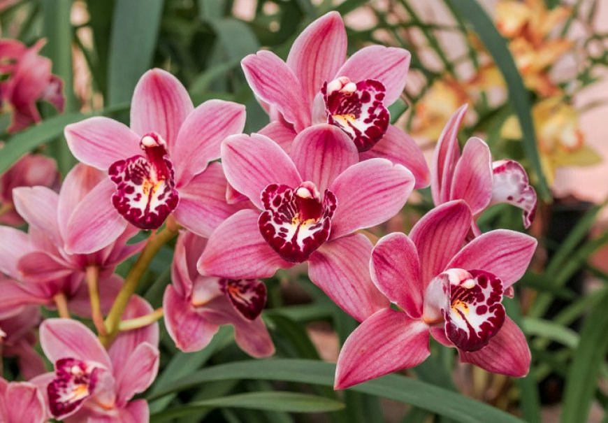 Cimbidijum - Cymbidium