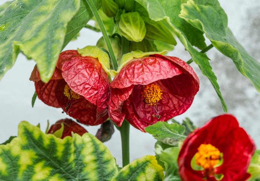 Redvein Abutilon - Abutilon pictum